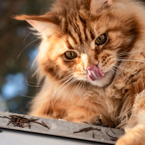 Håndtering Af Pelspleje For Langhårede Katte