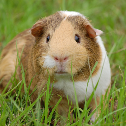 Guinea Pig 242520 1280